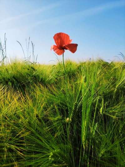 Die wunderschöne Welt mit Hund.-Beitrag-Bild