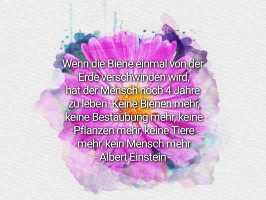 Die wunderschöne Welt mit Hund.-Beitrag-Bild