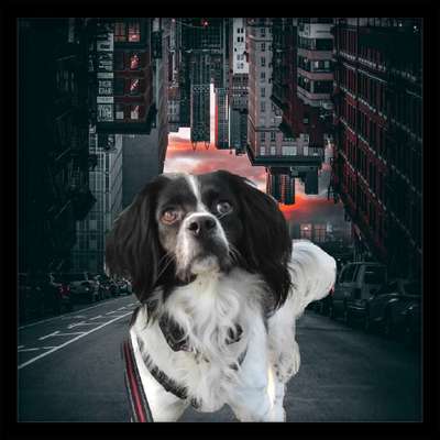 Photomontagen mit Hund-Beitrag-Bild