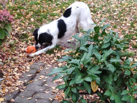 Die Dogorama Kalender Challenge Teil 1/4-Beitrag-Bild