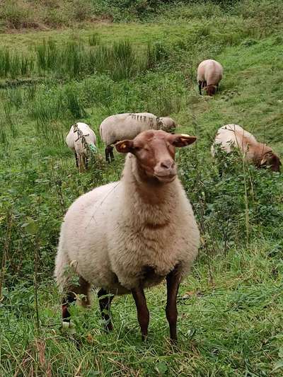Die wunderschöne Welt mit Hund.-Beitrag-Bild