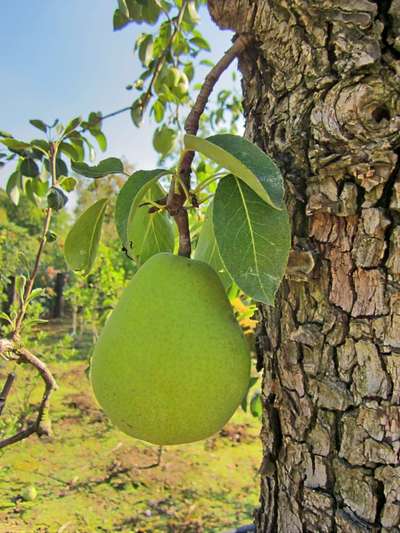 Die wunderschöne Welt mit Hund.-Beitrag-Bild