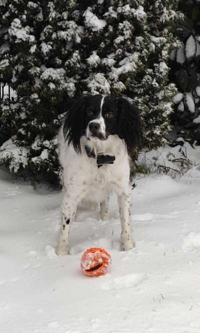 Die Dogorama Kalender Challenge Teil 2/4-Beitrag-Bild