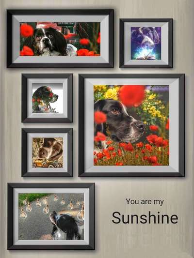 Photomontagen mit Hund-Beitrag-Bild