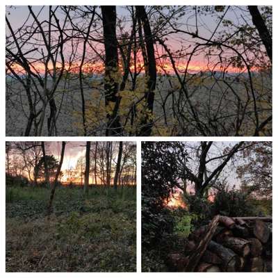 Die wunderschöne Welt mit Hund.-Beitrag-Bild