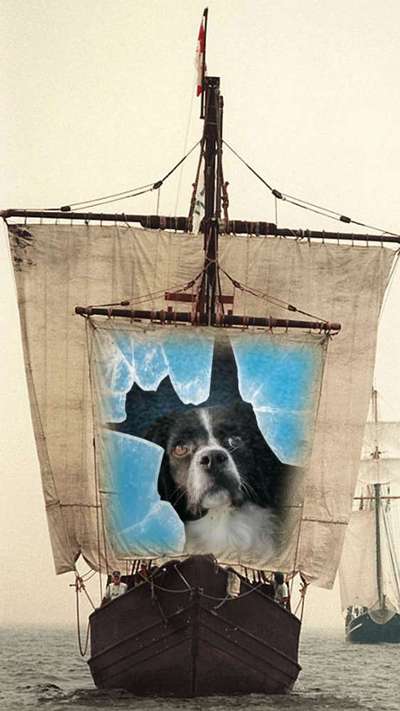 Photomontagen mit Hund-Beitrag-Bild