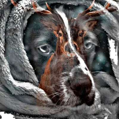 Photomontagen mit Hund-Beitrag-Bild