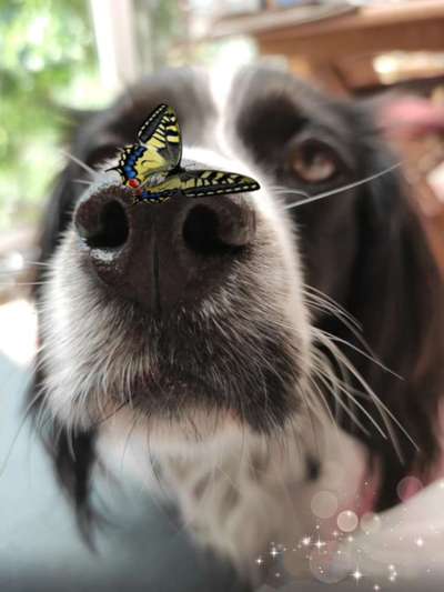 Die Dogorama Kalender Challenge 4/4-Beitrag-Bild