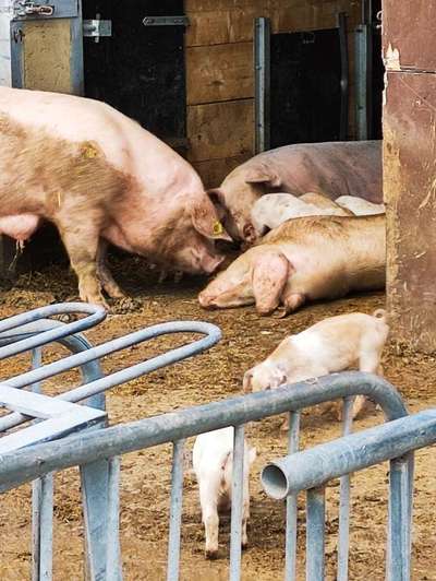 Die wunderschöne Welt mit Hund.-Beitrag-Bild