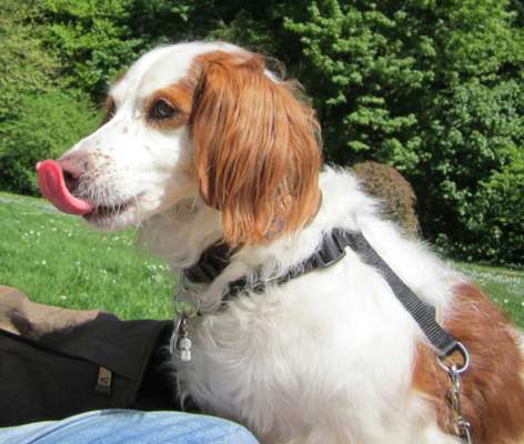 Fotochallenge No. 26                                     Wald und Wiese-Beitrag-Bild