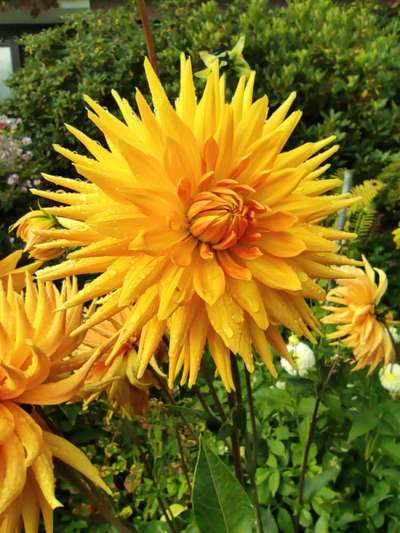 Die wunderschöne Welt mit Hund.-Beitrag-Bild