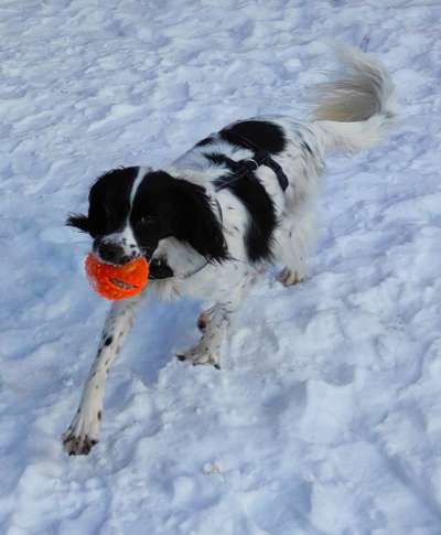Lustigsten Grimassen von euren Hunden-Beitrag-Bild