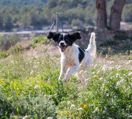 Fotochallenge No. 26                                     Wald und Wiese-Beitrag-Bild