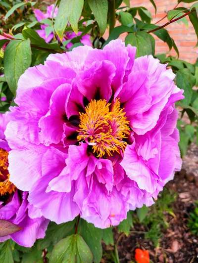 Die wunderschöne Welt mit Hund.-Beitrag-Bild