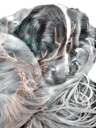 Photomontagen mit Hund-Beitrag-Bild