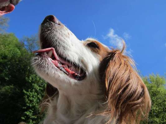 Dogorama Photo Challenge - Einmal lächeln bitte-Beitrag-Bild