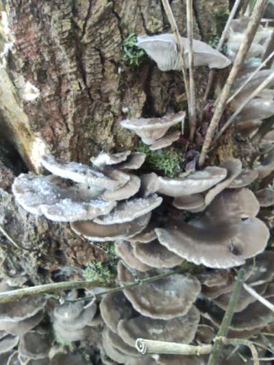 Die wunderschöne Welt mit Hund.-Beitrag-Bild