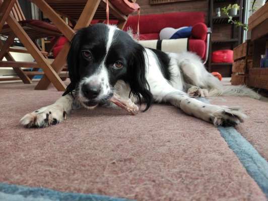 Fotochallenge 31 - Das perfekte Hundedinner-Beitrag-Bild