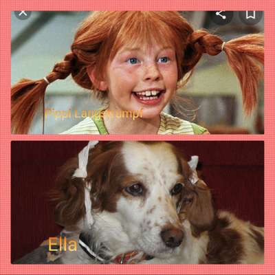 Dogorama Photo Challenge - Tre Chic!-Beitrag-Bild