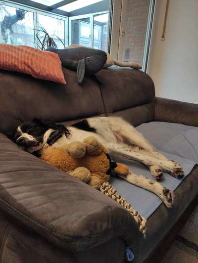 Challenge Nr 14
Eure Fellnasen auf ihrem Lieblingsplatz-Beitrag-Bild