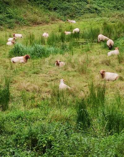 Die wunderschöne Welt mit Hund.-Beitrag-Bild