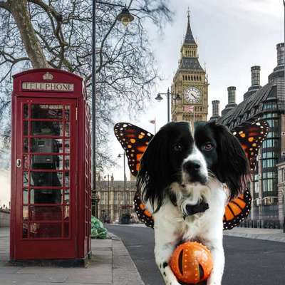 Photomontagen mit Hund-Beitrag-Bild