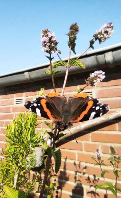 Die wunderschöne Welt mit Hund.-Beitrag-Bild