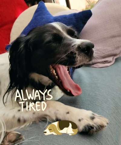 Fotochallenge Nr. 59 - Mein Hund zeigt die Zunge-Beitrag-Bild