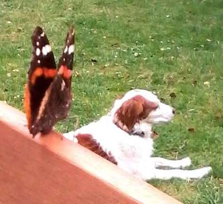 Fotochallenge 37- Sommerfeeling-Beitrag-Bild