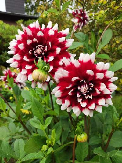 Die wunderschöne Welt mit Hund.-Beitrag-Bild