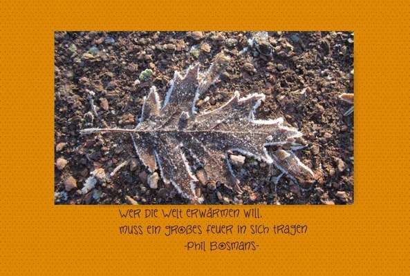 Die wunderschöne Welt mit Hund.-Beitrag-Bild