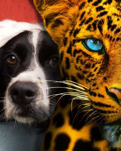 Photomontagen mit Hund-Beitrag-Bild