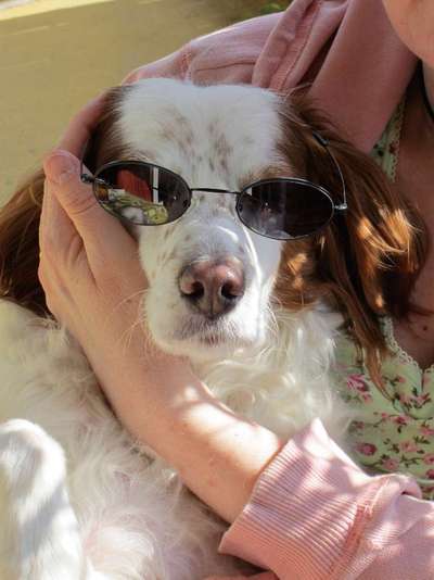 Challenge 23 : "  Euer Hund beim Frühlingserwachen "-Beitrag-Bild