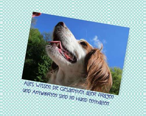 Zeigt die schönsten Schneebilder von eurer Fellnase ❄️-Beitrag-Bild