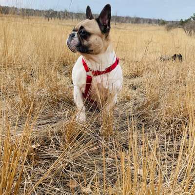 Hundetreffen-Spaziergang in Ahaus-Bild