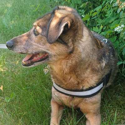 Hundetreffen-Wandern mit Hündinnen Bonnie und Laska