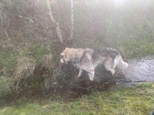 Tschechoslowakischer Wolfshund-Beitrag-Bild