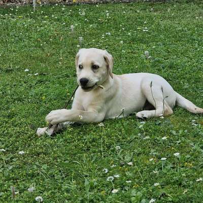 Hundetreffen-Böblingen  mein 3 monate alter Labbi freut sich über Spielkameraden-Bild