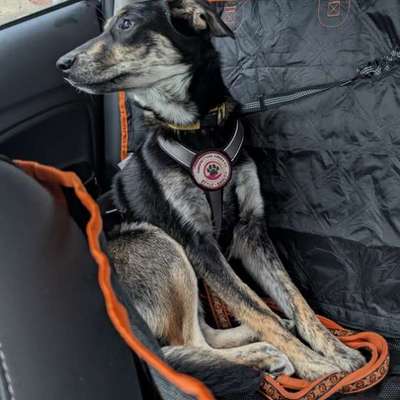 Hundetreffen-Spaziergang ohne Spiel ☺️-Bild