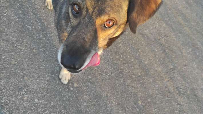 Tongue Out Tuesday-Beitrag-Bild