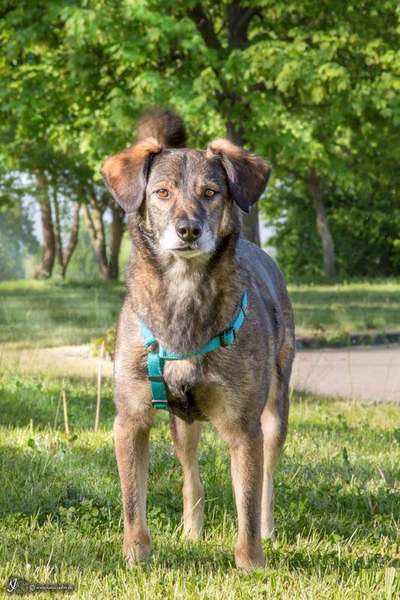 Auslandstierschutz-Beitrag-Bild