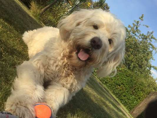 Die Dogorama Kalender Challenge Teil 3/4-Beitrag-Bild