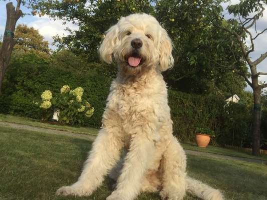 Goldendoodle?-Beitrag-Bild