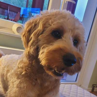 Hundetreffen-Doodle Treffen am Weißensee 13088 Berlin-Bild