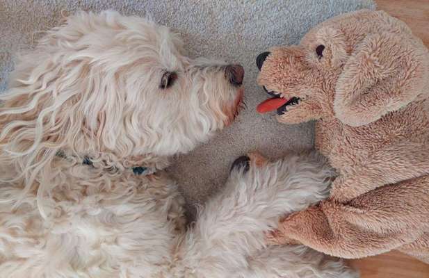 Zeig dein Hund mit seinem Lieblingsspielzeug-Beitrag-Bild