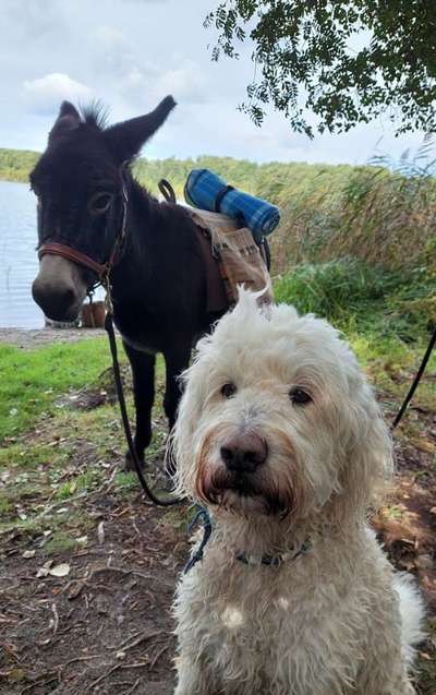 Fotochallenge Nr. 51 "Euer Hund mit anderen Tieren"-Beitrag-Bild