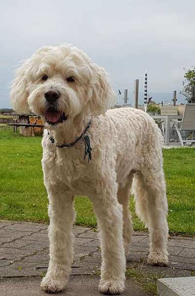 Goldendoodle?-Beitrag-Bild