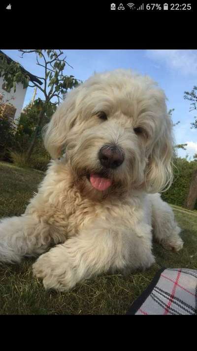 Die Dogorama Monats Challenge "Es grünt und blüht"-Beitrag-Bild