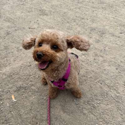 Hundetreffen-Regelmäßige social walks-Bild