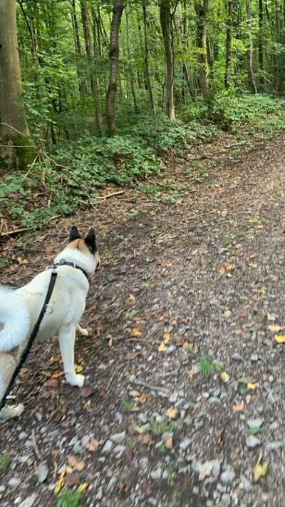 Hundetreffen-Gassitreffen am Homburg-Bild